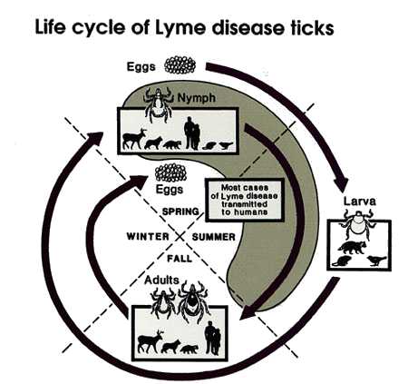 Lcycle