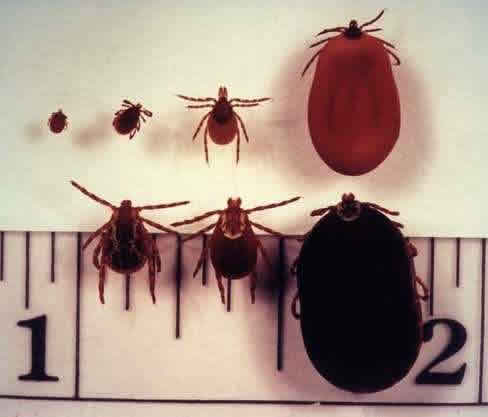 Tick Identification