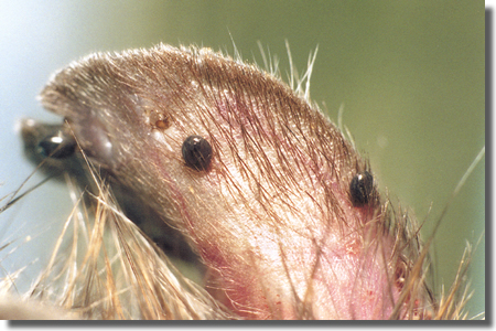 Learn More 4: Treat Mice